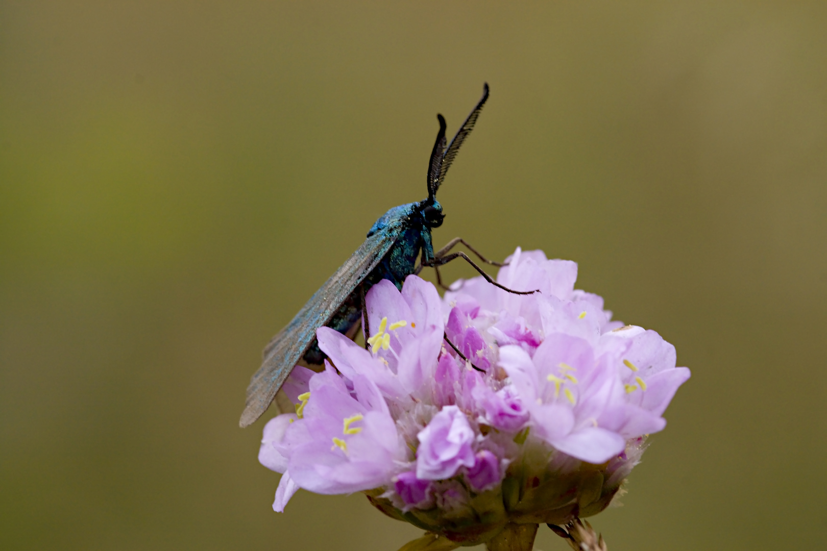 grün-blauer   Widderchen