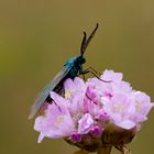 grün-blauer   Widderchen