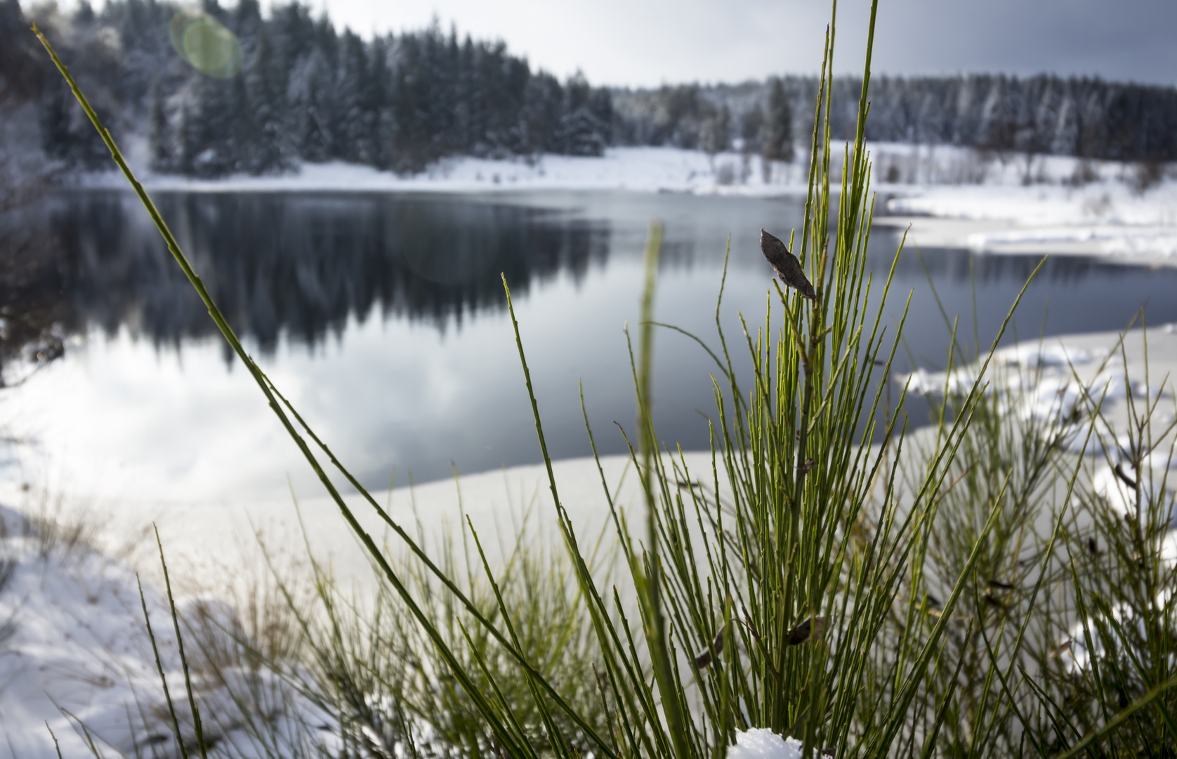 grün bleiben bei -15 °C