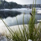 grün bleiben bei -15 °C