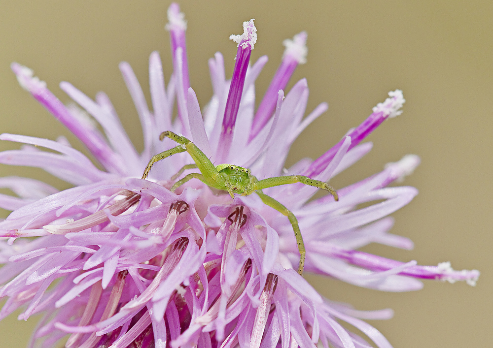 Grün-Braune Krabbenspinne