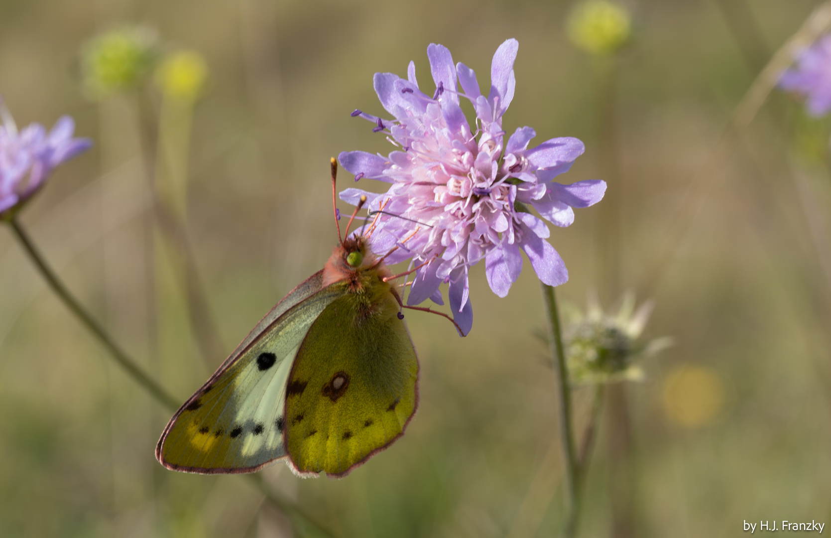 grün-brauner Schmetterling (Goldene Acht)