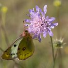 grün-brauner Schmetterling (Goldene Acht)