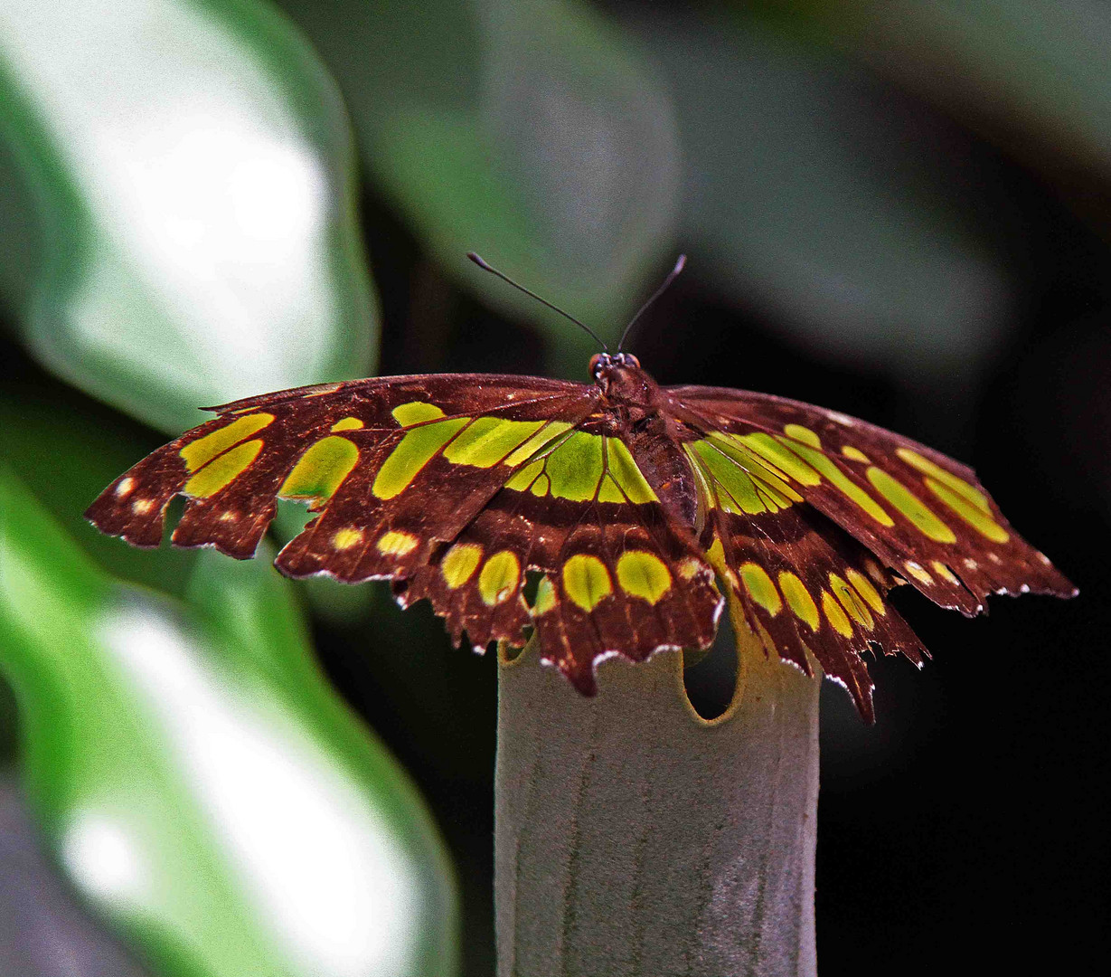 Grün-Brauner Schmetterling im Schmetterlingshaus auf der Insel Mainau