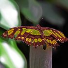 Grün-Brauner Schmetterling im Schmetterlingshaus auf der Insel Mainau