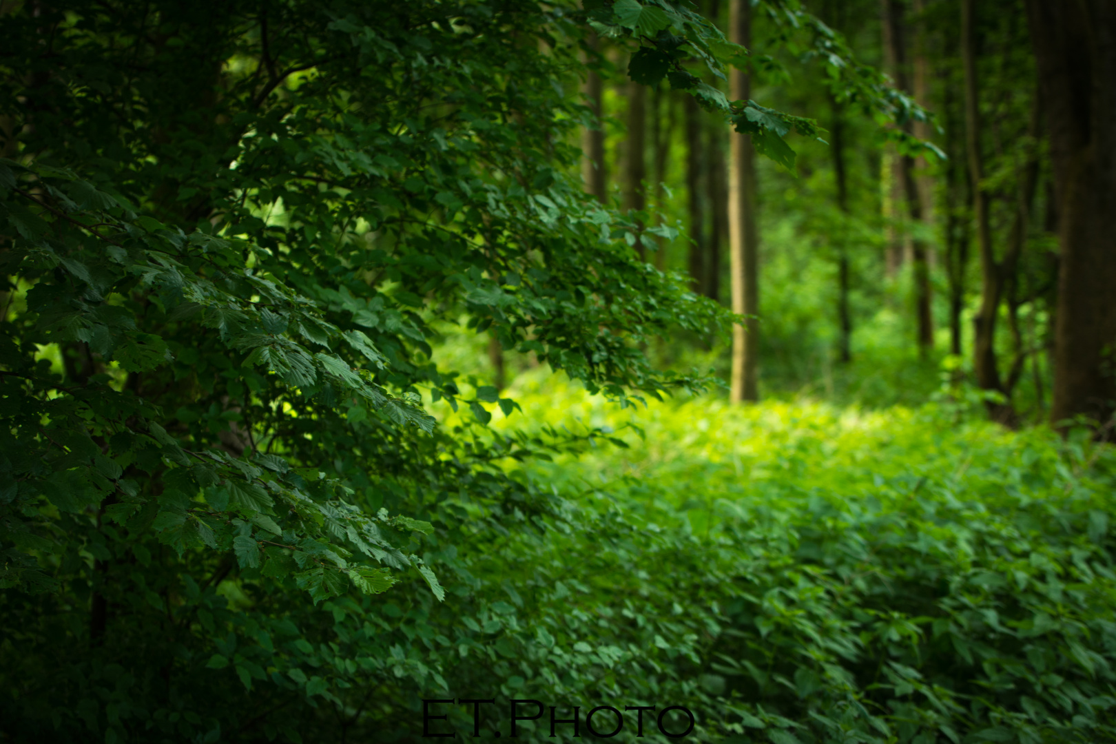 Grün der wälder