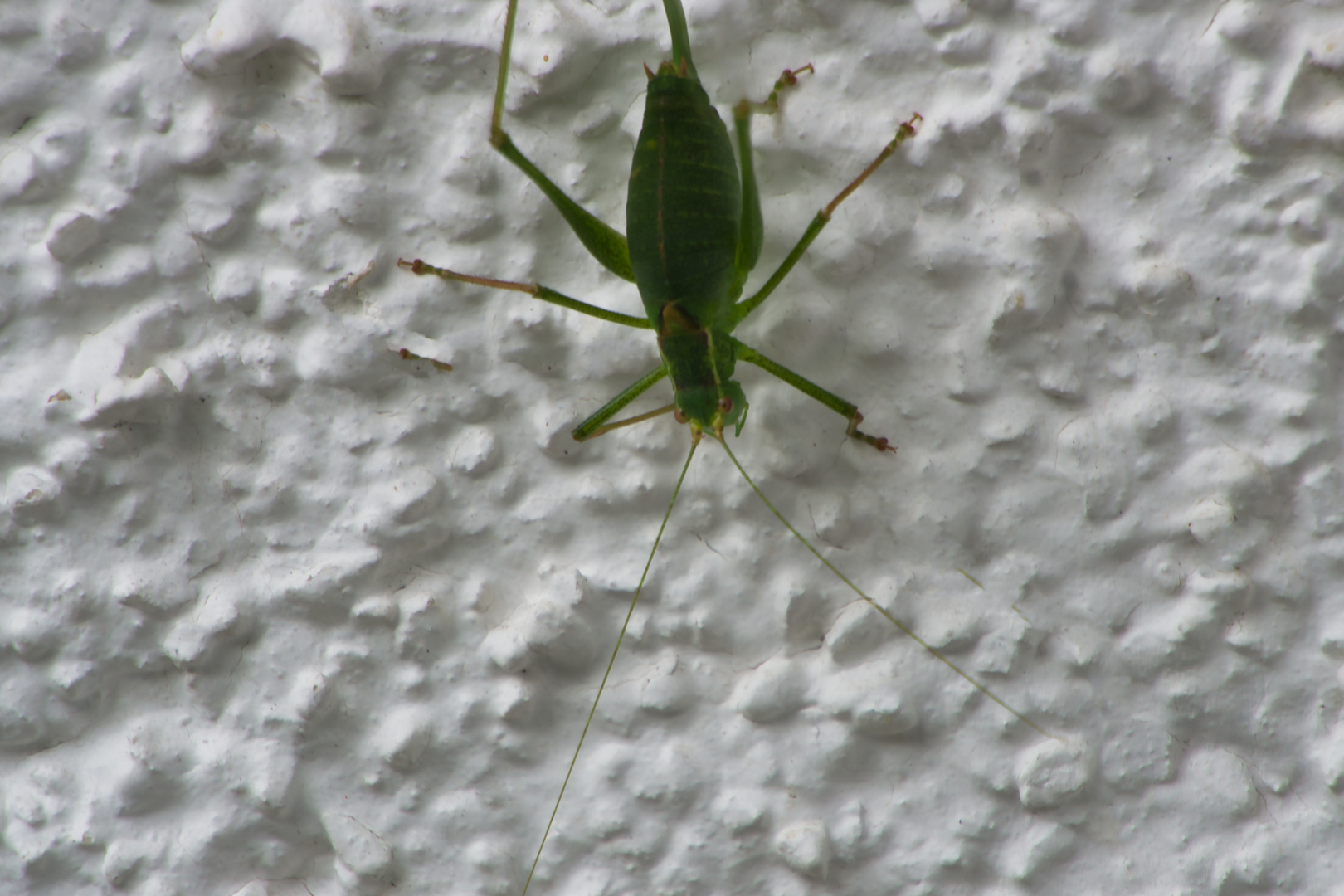 Grün - direkt an der Hauswand.