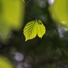 Grün erobert die Natur