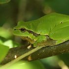 Grün - Europäischer Laubfrosch