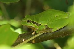 Grün - Europäischer Laubfrosch