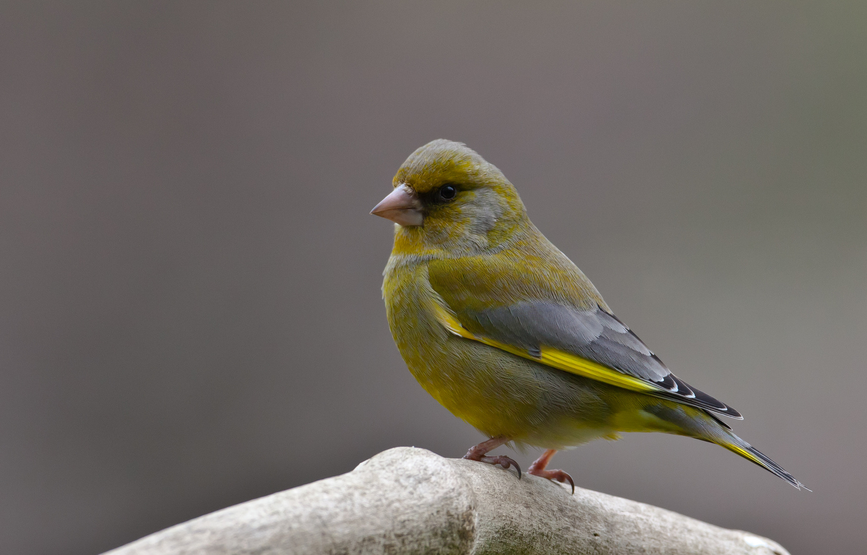 Grün... Foto & Bild tiere, wildlife, wild lebende vögel Bilder auf