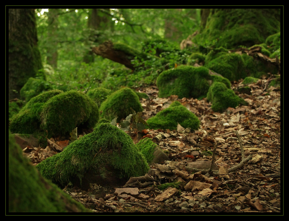 Grün - Farbe der Hoffnung II ...