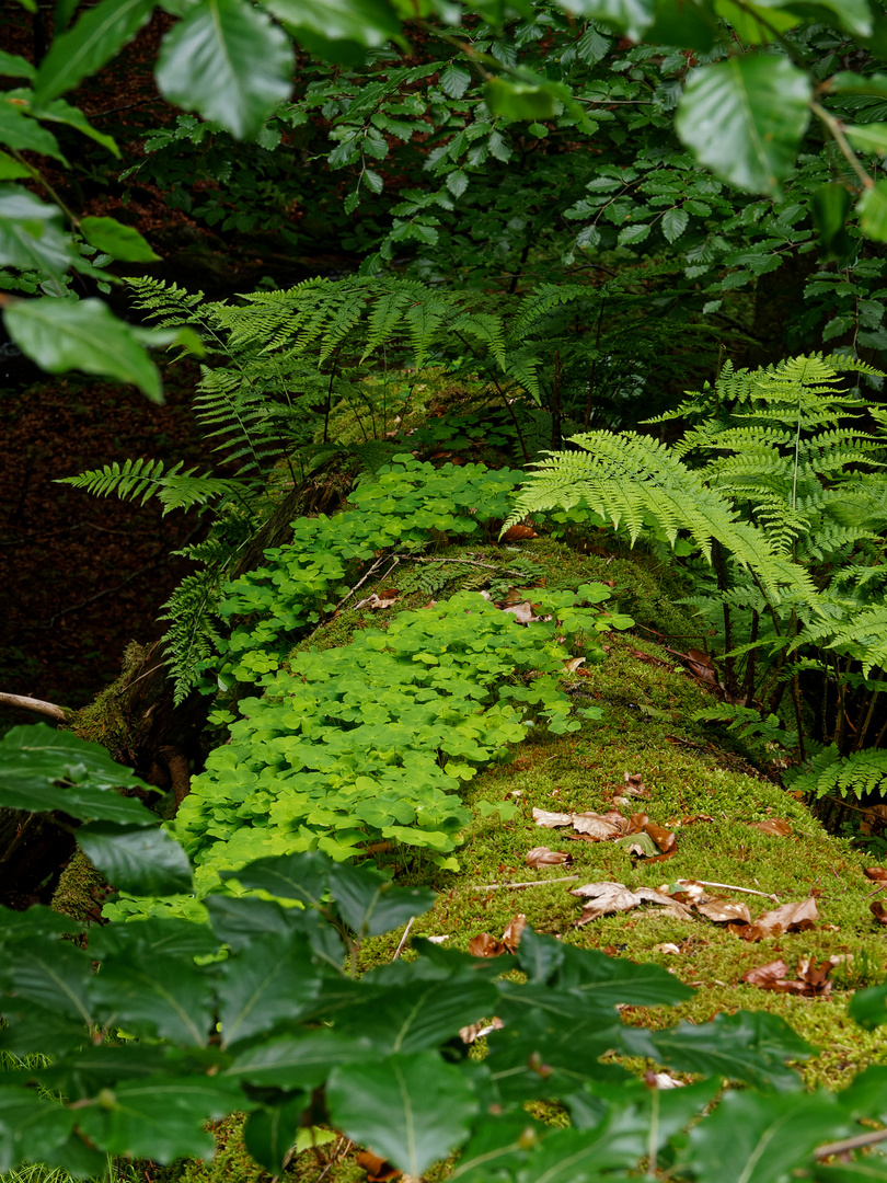 Grün - Farbe und Form