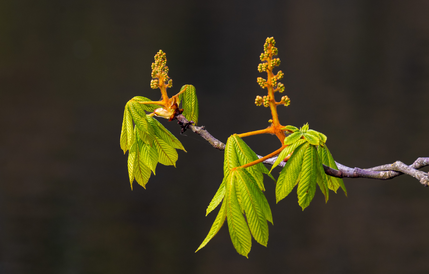 Grün für den Frühling