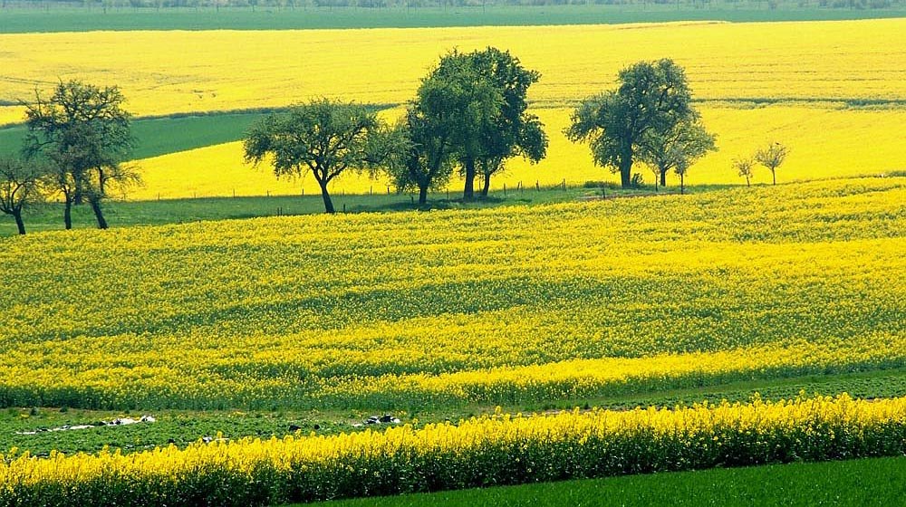 grün-gelb......