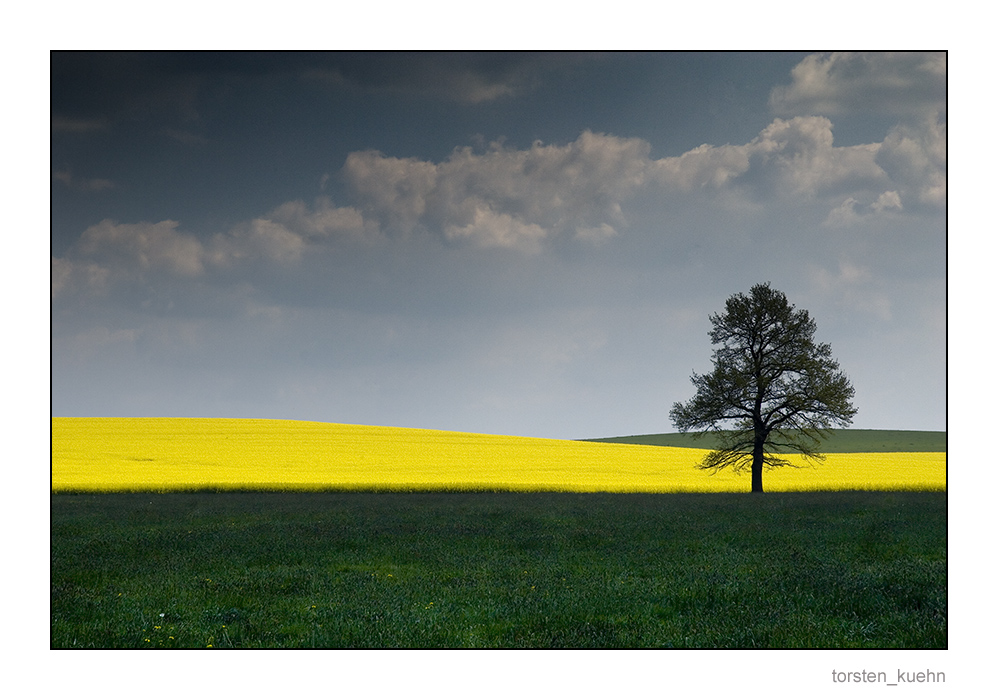 [ Grün - Gelb - Baum ]