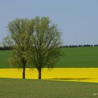 grün, gelb, blau