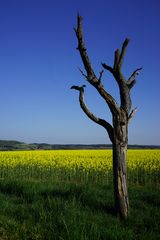 grün-gelb-blau