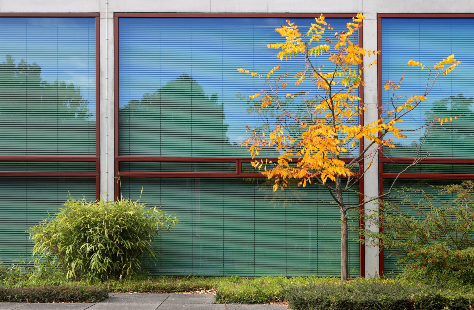 grün, gelb, blau, baum, fenster, linien