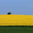 Grün - Gelb - Blau oder der einsame Wächter