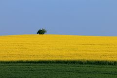 Grün - Gelb - Blau oder der einsame Wächter