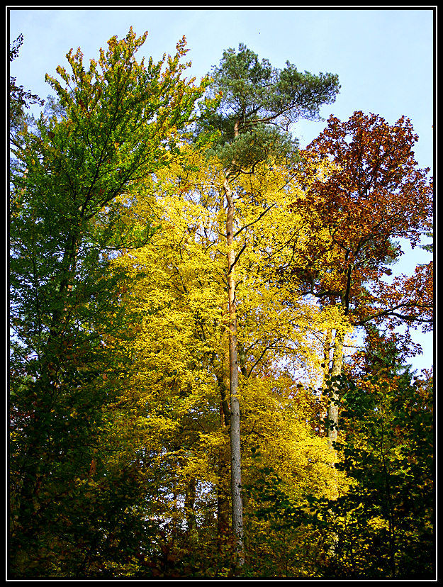 Grün - Gelb - Braun