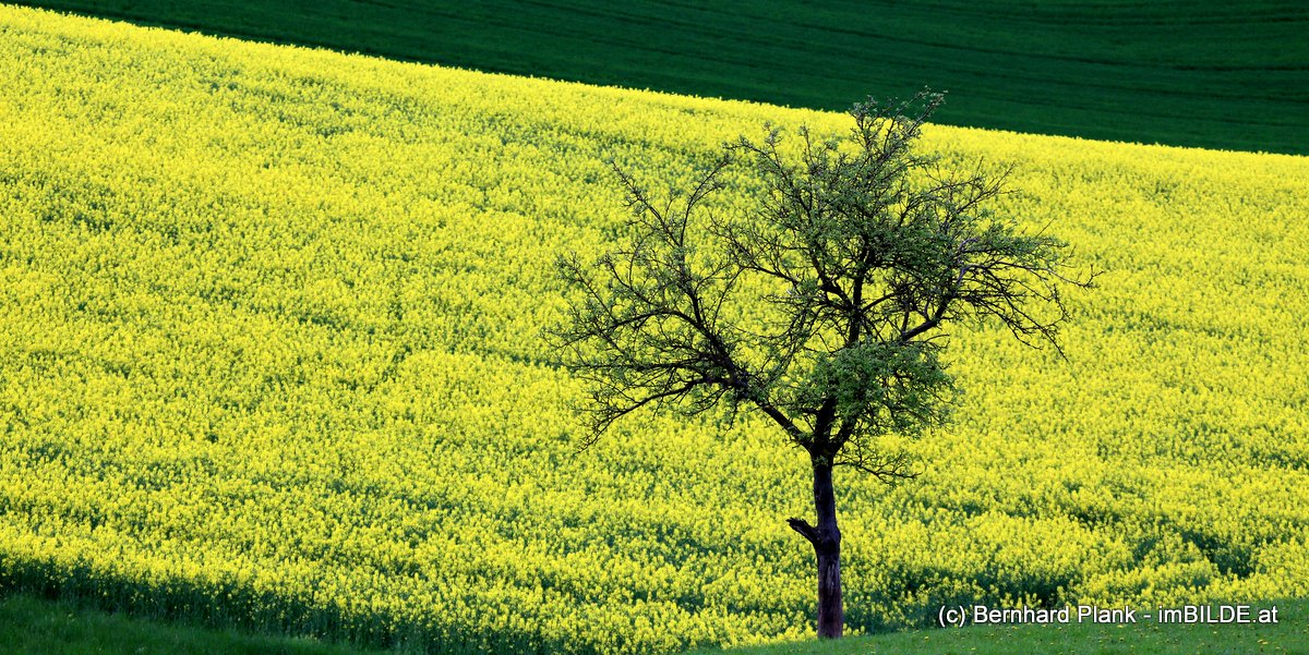 Grün-Gelb-Grün mit Baum...