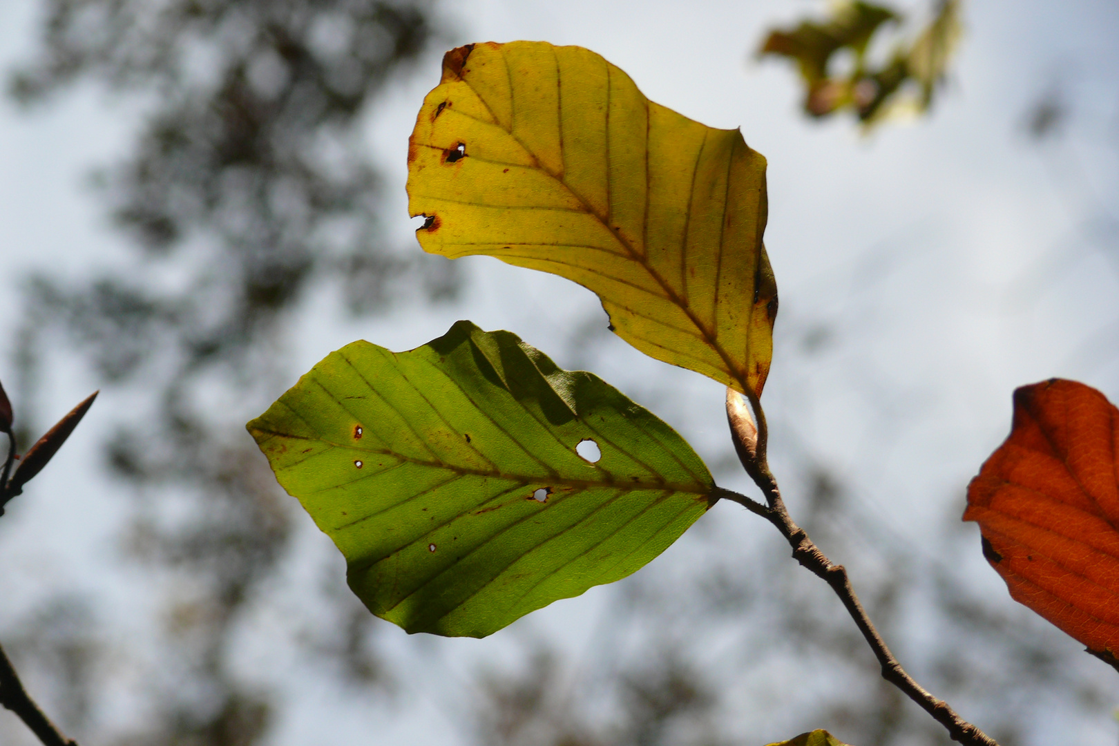 Grün, Gelb, Rot - Herbstfarben