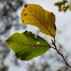 Grün, Gelb, Rot - Herbstfarben