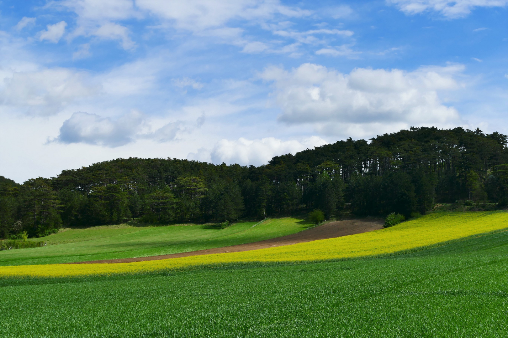 Grün, Gelb und Blau