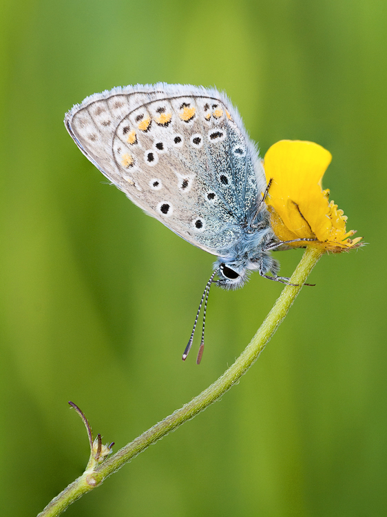 Grün, Gelb und ein wenig Cyan