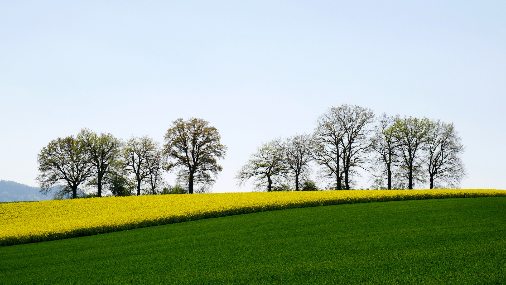 Grün-Gelb vor Silhouetten