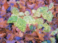 grün-gelbe flämmchen auf herbstboden 1