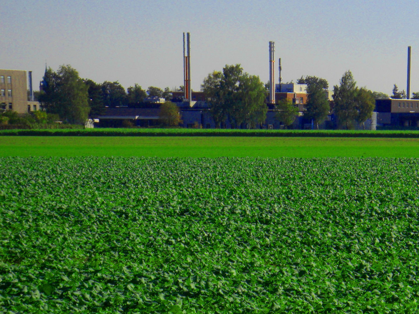 grün - gesund