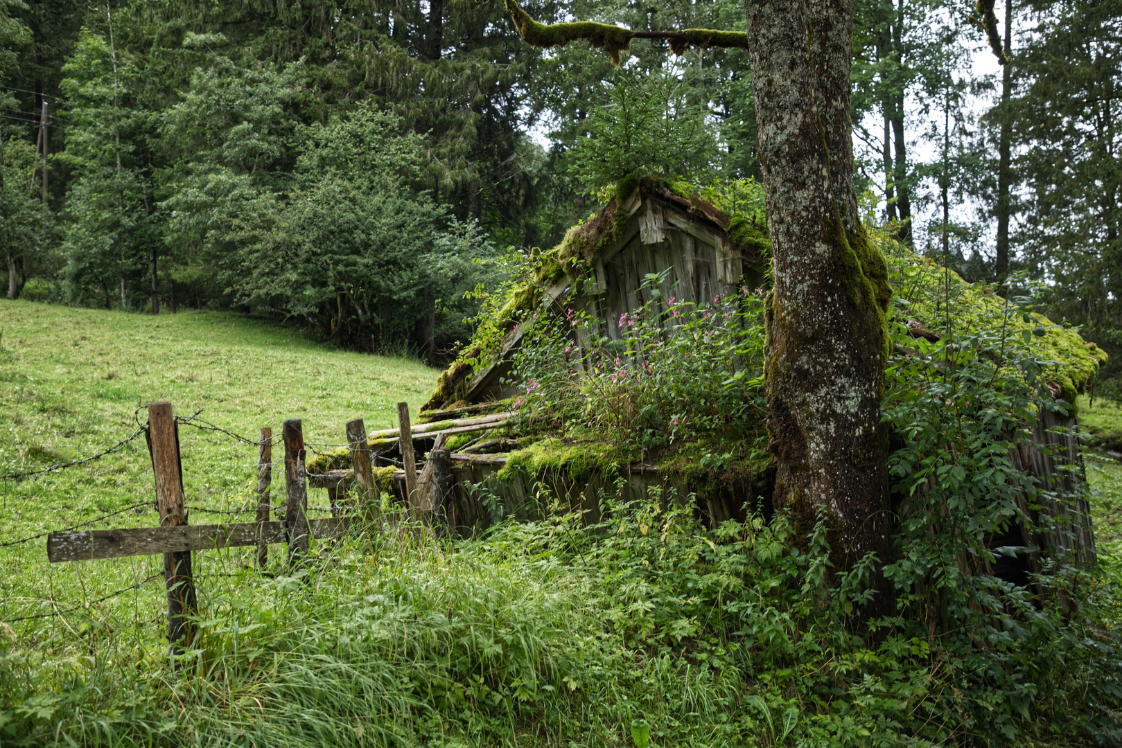 Grün gewinnt