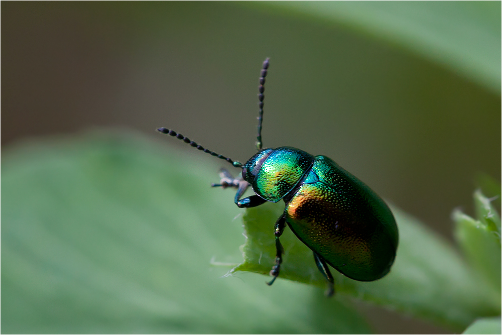 Grün glänzendes Käferchen... Foto & Bild | tiere, wildlife, insekten Bilder auf fotocommunity