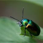 Grün glänzendes Käferchen...