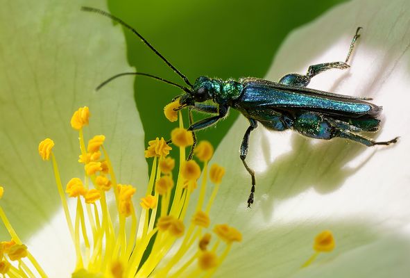GRÜN, GLÄZEND, GUT DRAUF - DER KÄFER MIT DEN MUCKIS