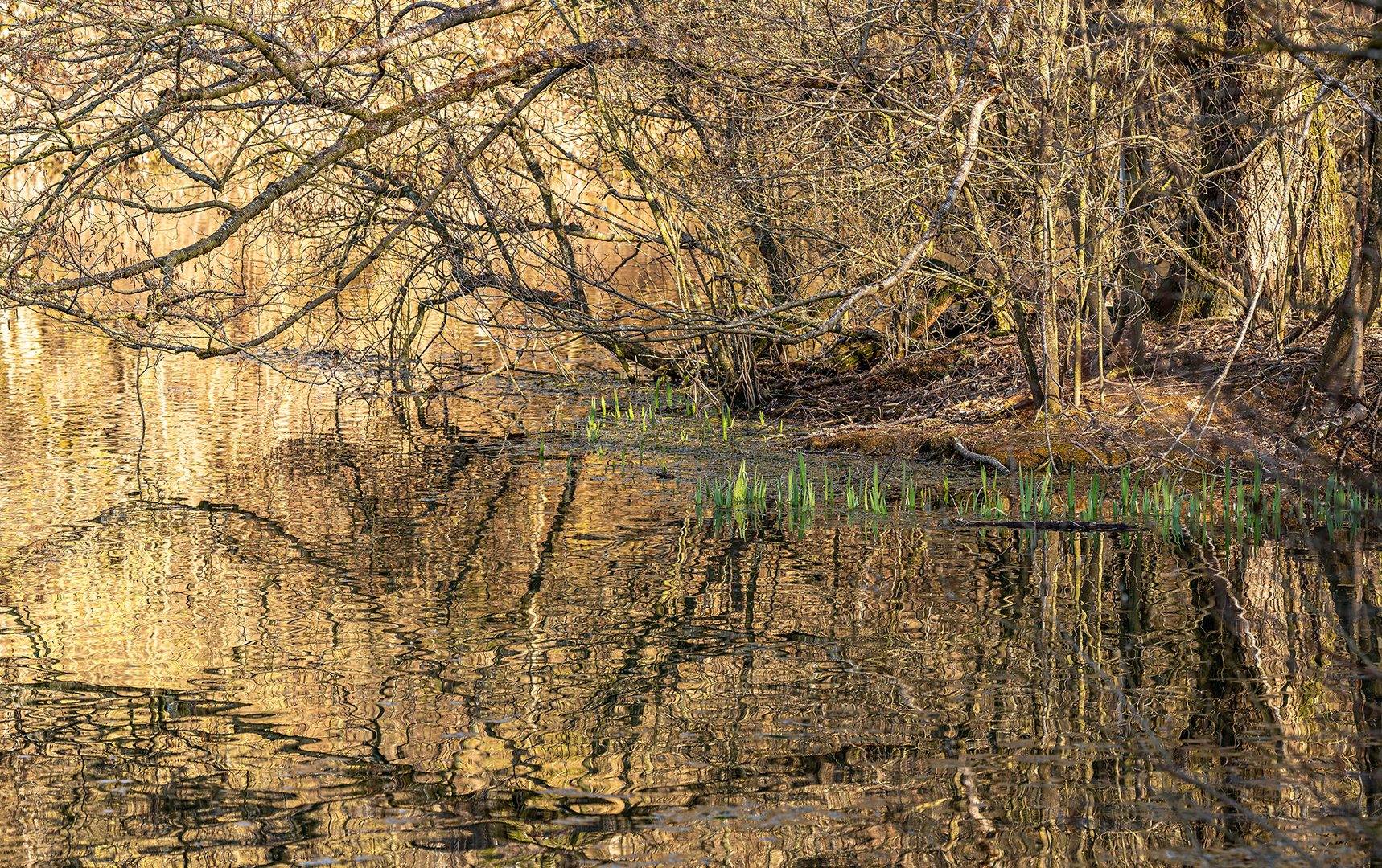 GrünGold Foto & Bild landschaft, projekte, fotokunst Bilder auf