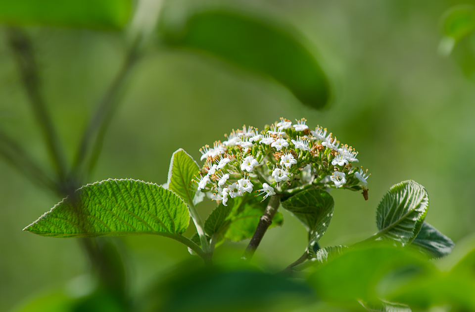 grün | green