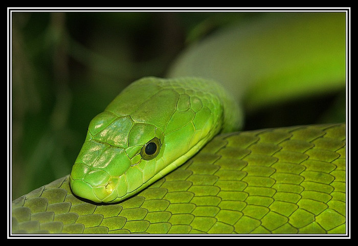 Grün grün grün sind alle meine Schlangen ... - Mamba