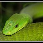 Grün grün grün sind alle meine Schlangen ... - Mamba