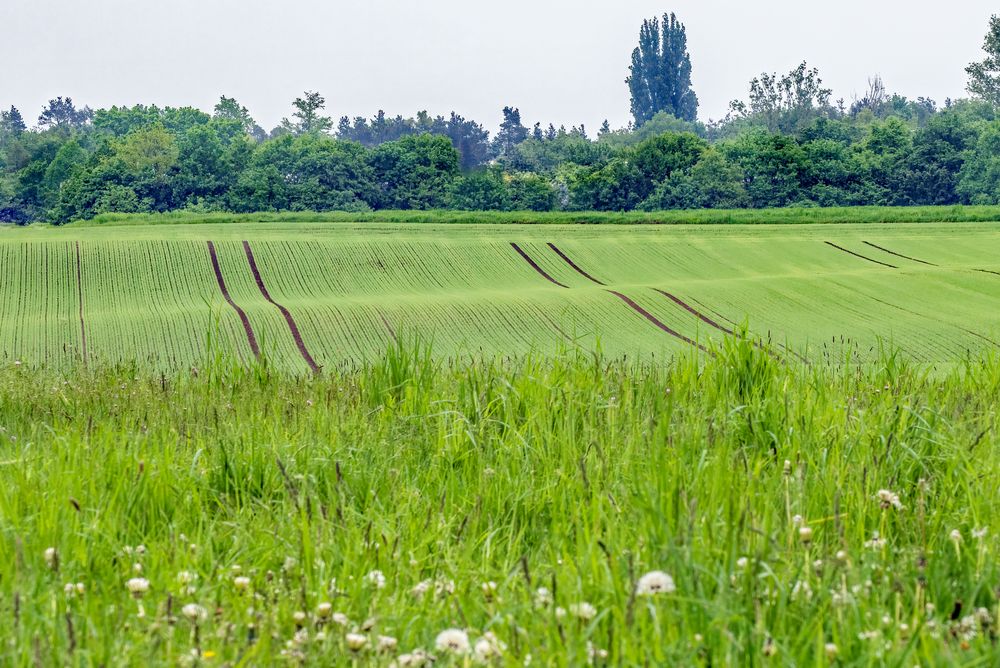 "GRÜN - GRÜNER - AM GRÜNSTEN" 