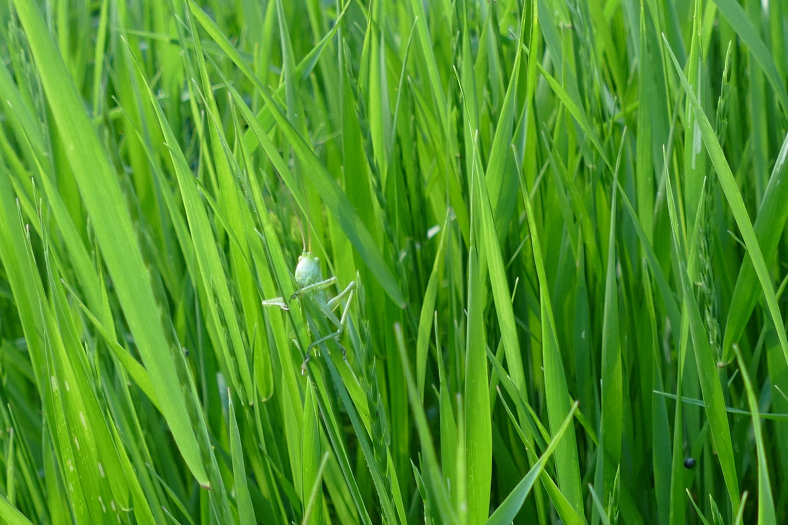 Grün, grüner, am grünsten...