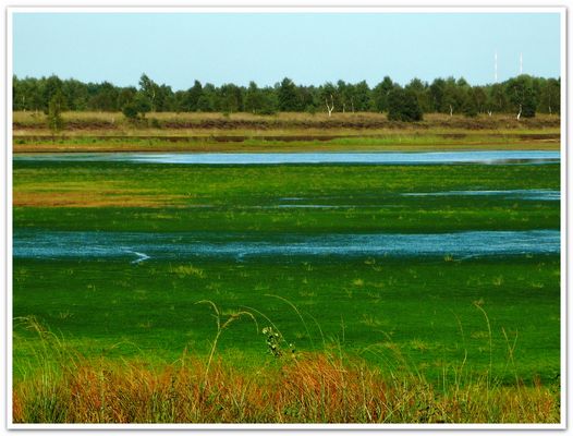 Grün, grüner, Torfmoos