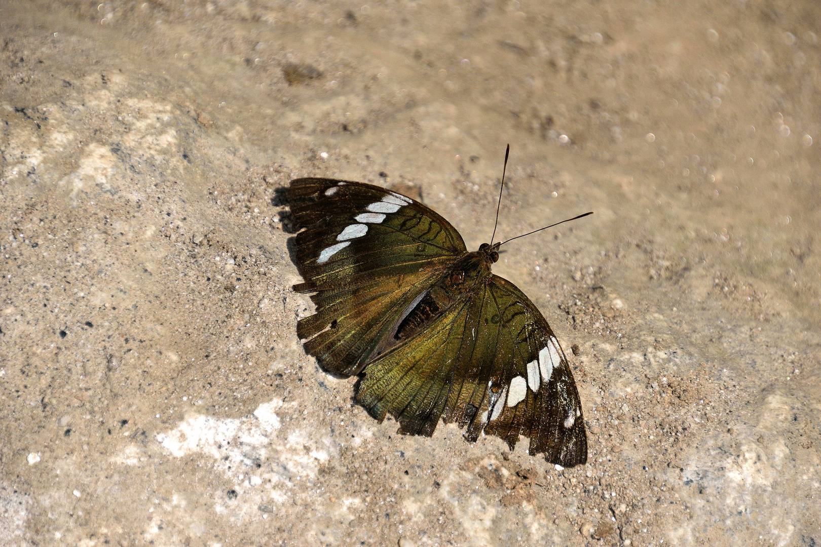 grün (Himalayan Grand Duke)