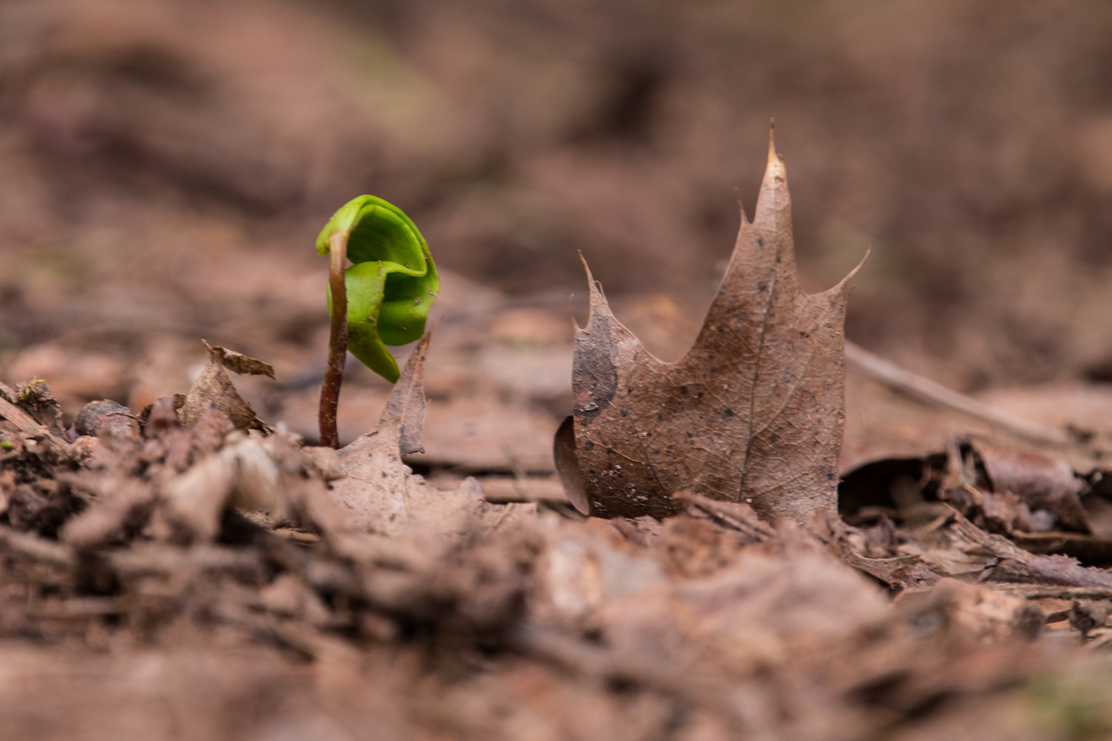 grün hinter den (Blatt)ohren