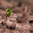 grün hinter den (Blatt)ohren