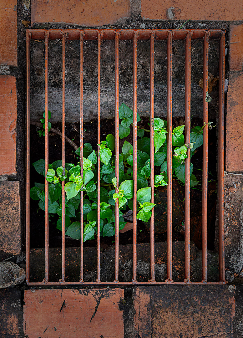 Grün hinter Gittern