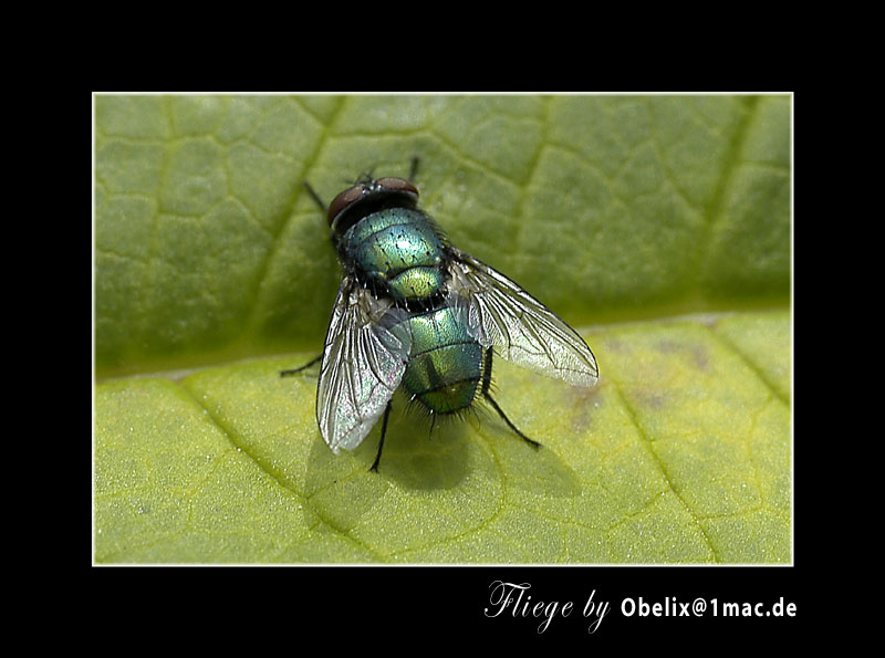 ...grün...   Hulk?? oder doch nur ne Fliege?